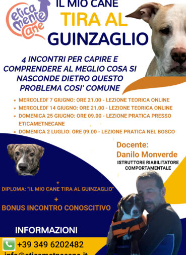 Pet care flyer template (3)