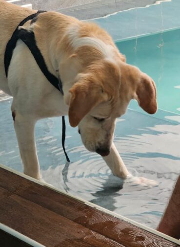 rieducazione comportamentale del cane in piscina